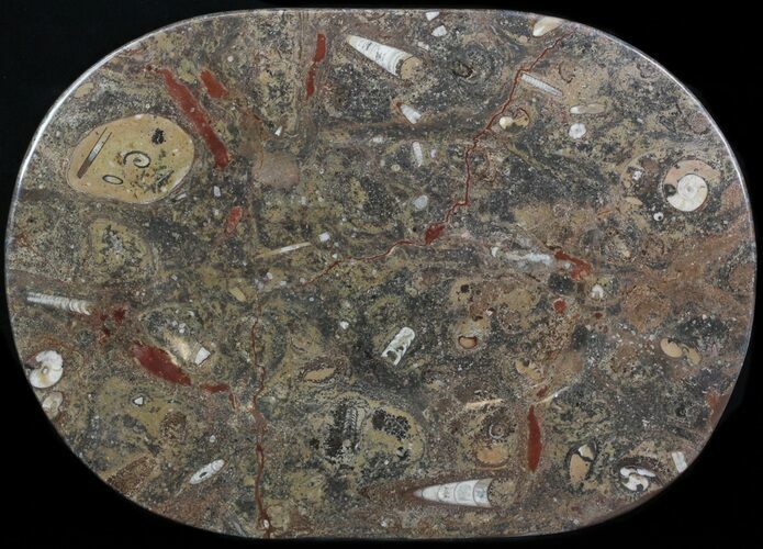 -/ Fossil Orthoceras & Goniatite Plate - Stoneware #40541